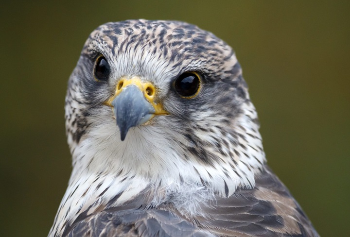 JAMK öko-hírek - az év madara a kerecsensólyom