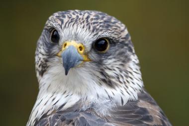 JAMK öko-hírek 2024. január - az év madara a kerecsensólyom - indexkép